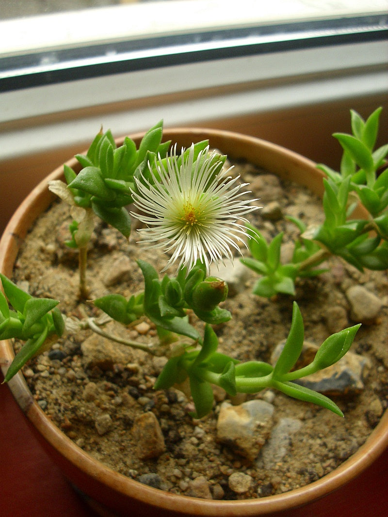 Condensed Summary of Science: Sceletium Tortuosum