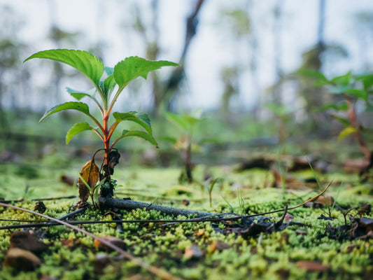 Our Tree Planting Programme in Africa